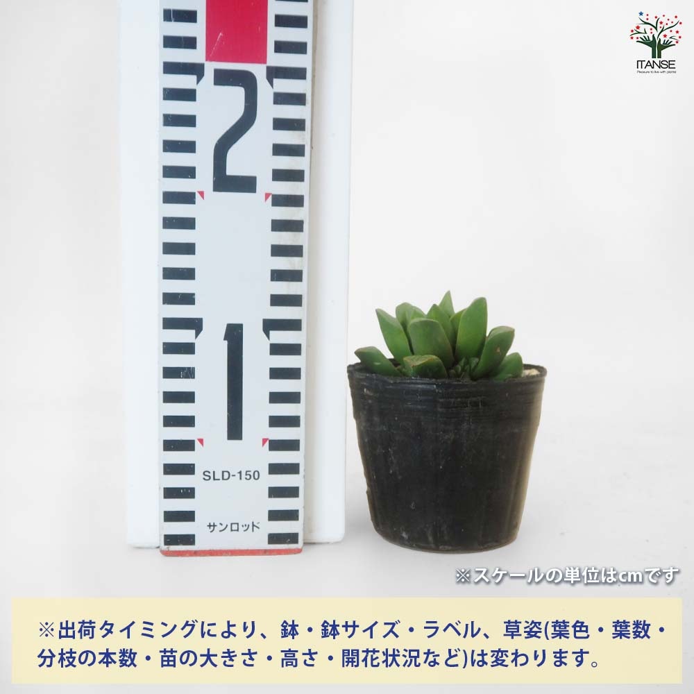 ハオルチア レツーサ 【多肉植物 3号／1個売り】｜ 【植物の