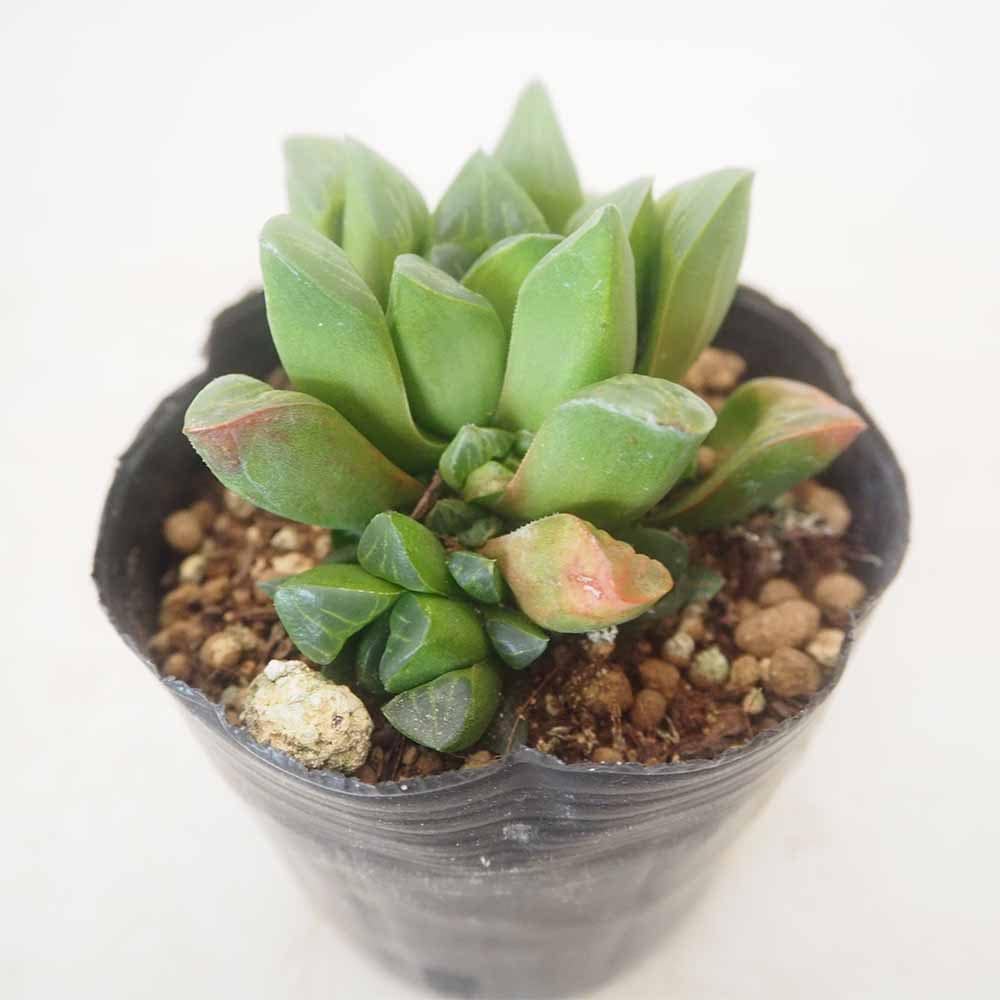 ハオルチア レツーサ 【多肉植物 3号／1個売り】