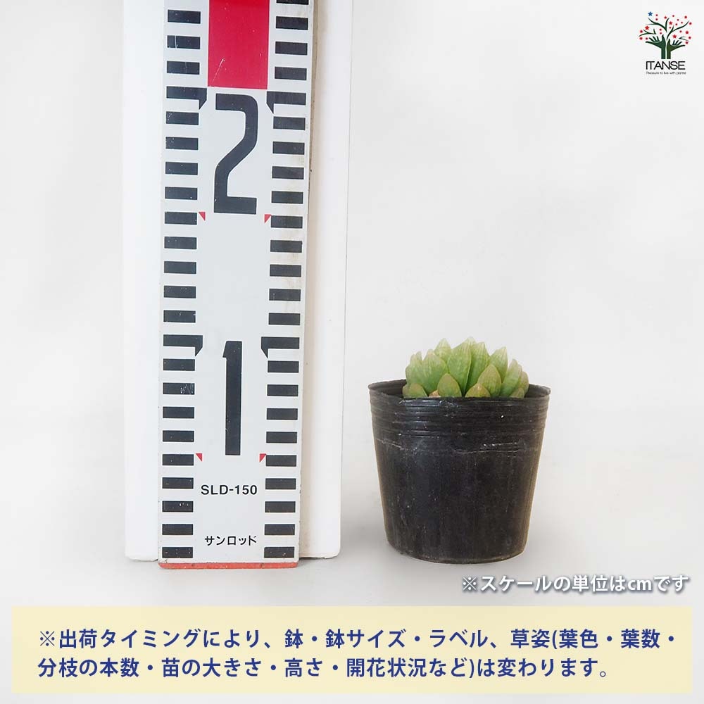 ハオルチア トランシエンス 【多肉植物 3号／1個売り】｜ 【植物の