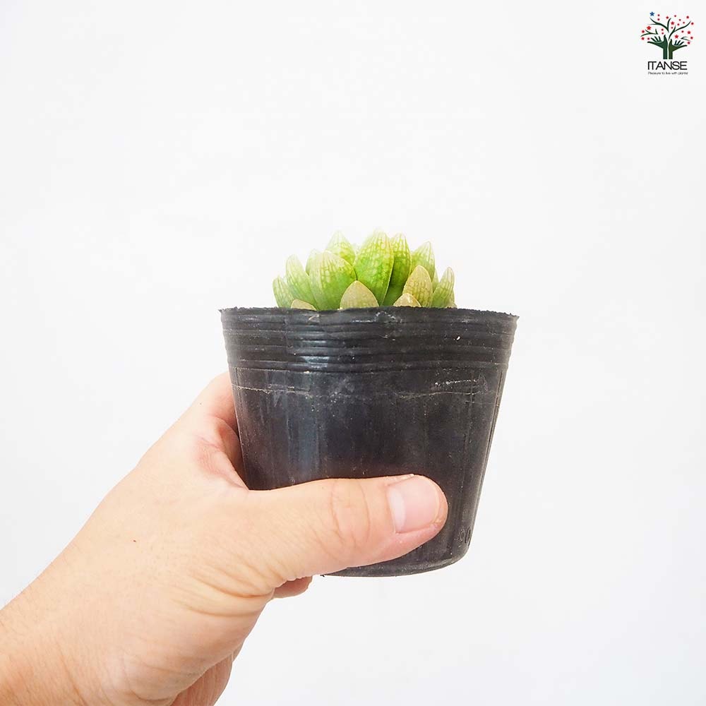 ハオルチア トランシエンス 【多肉植物 3号／1個売り】｜ 【植物の