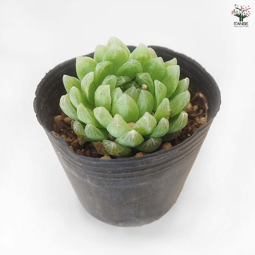 ハオルチア トランシエンス 【多肉植物 3号／1個売り】｜ 【植物の