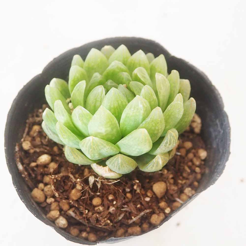 ハオルチア トランシエンス 【多肉植物 3号／1個売り】