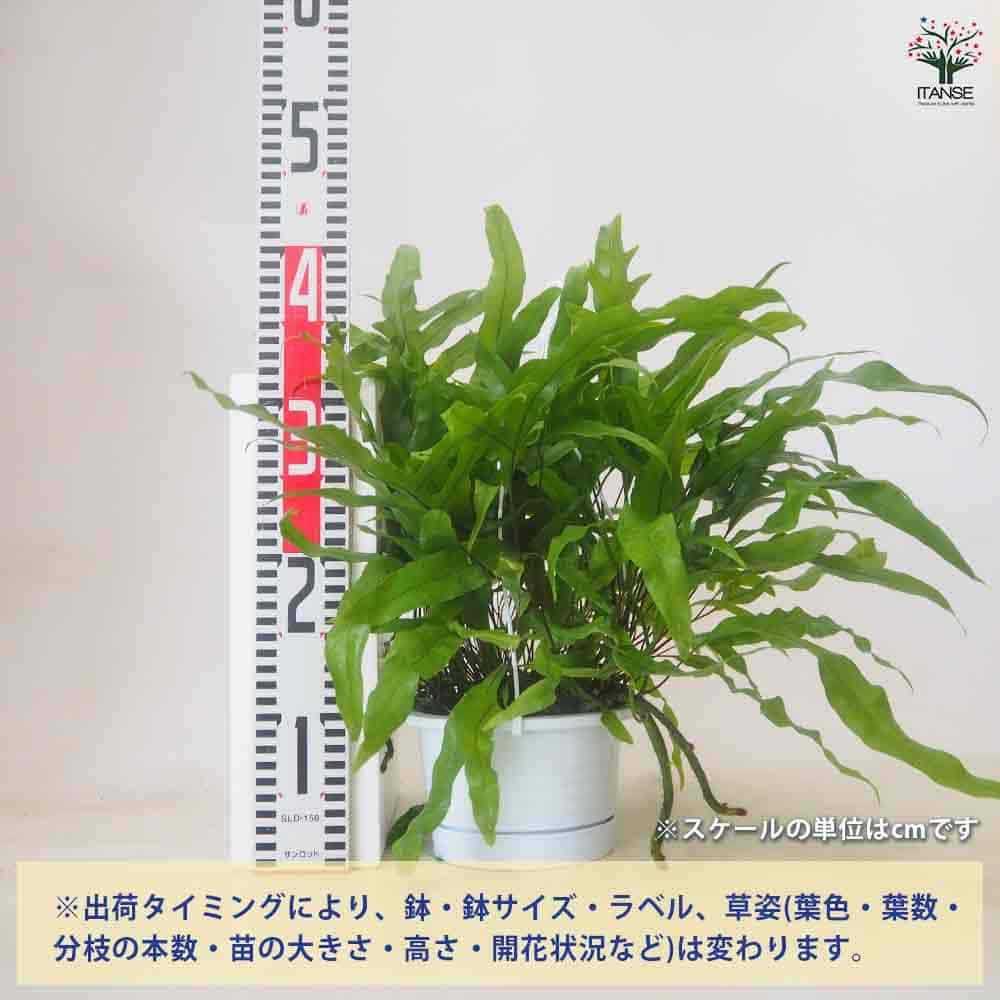 ミクロソリウム ディベルシフォリウム 【観葉植物 5号／1個売り