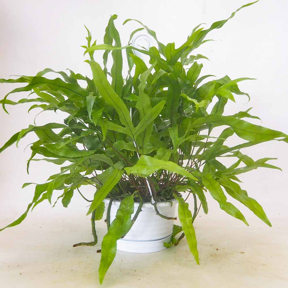 ミクロソリウム ディベルシフォリウム吊り鉢 【観葉植物 5号／1個売り】