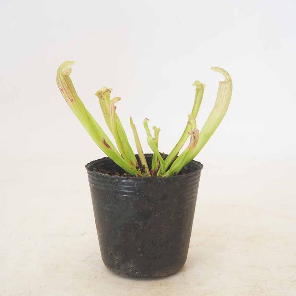 サラセニア フィオナ 【観葉植物 2号】