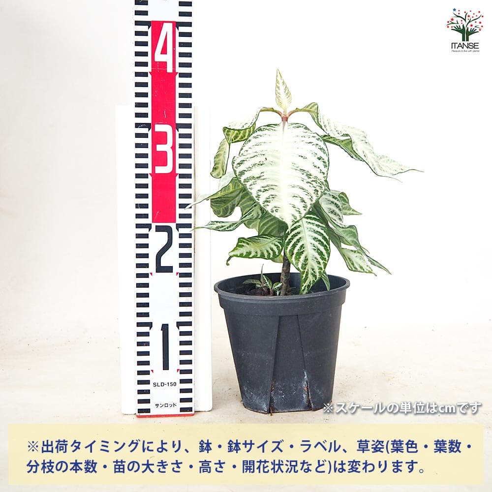 アフェランドラ ダニア シルバークラウド 【観葉植物 5号／1個売り