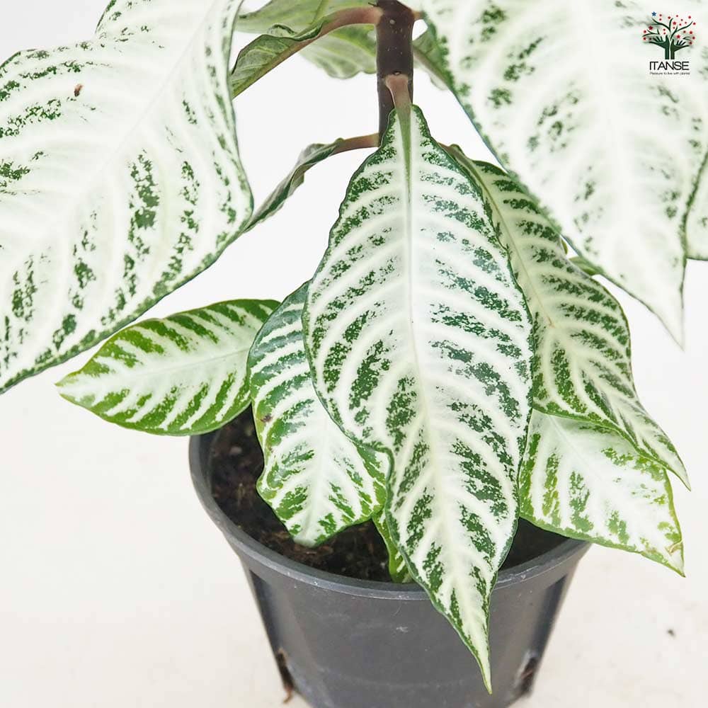 アフェランドラ ダニア シルバークラウド 【観葉植物 5号／1個売り