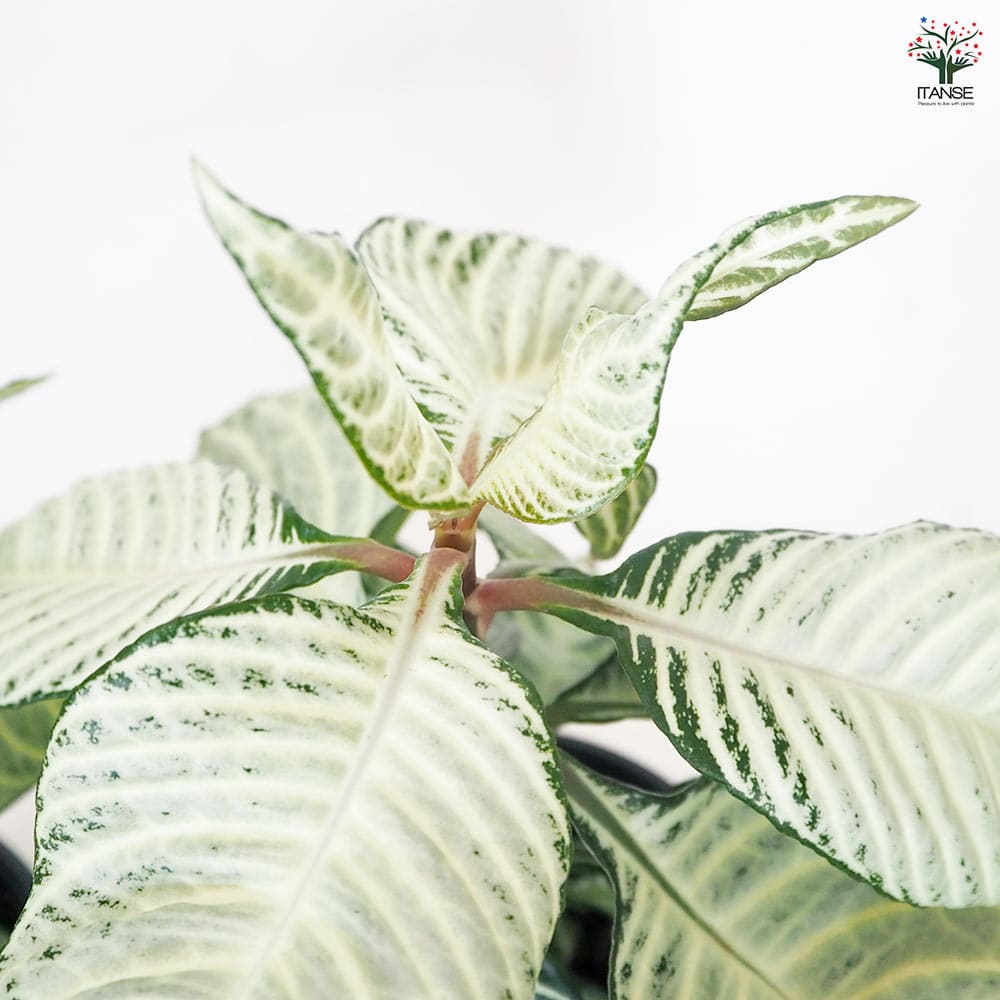 アフェランドラ ダニア シルバークラウド 【観葉植物 5号／1個売り