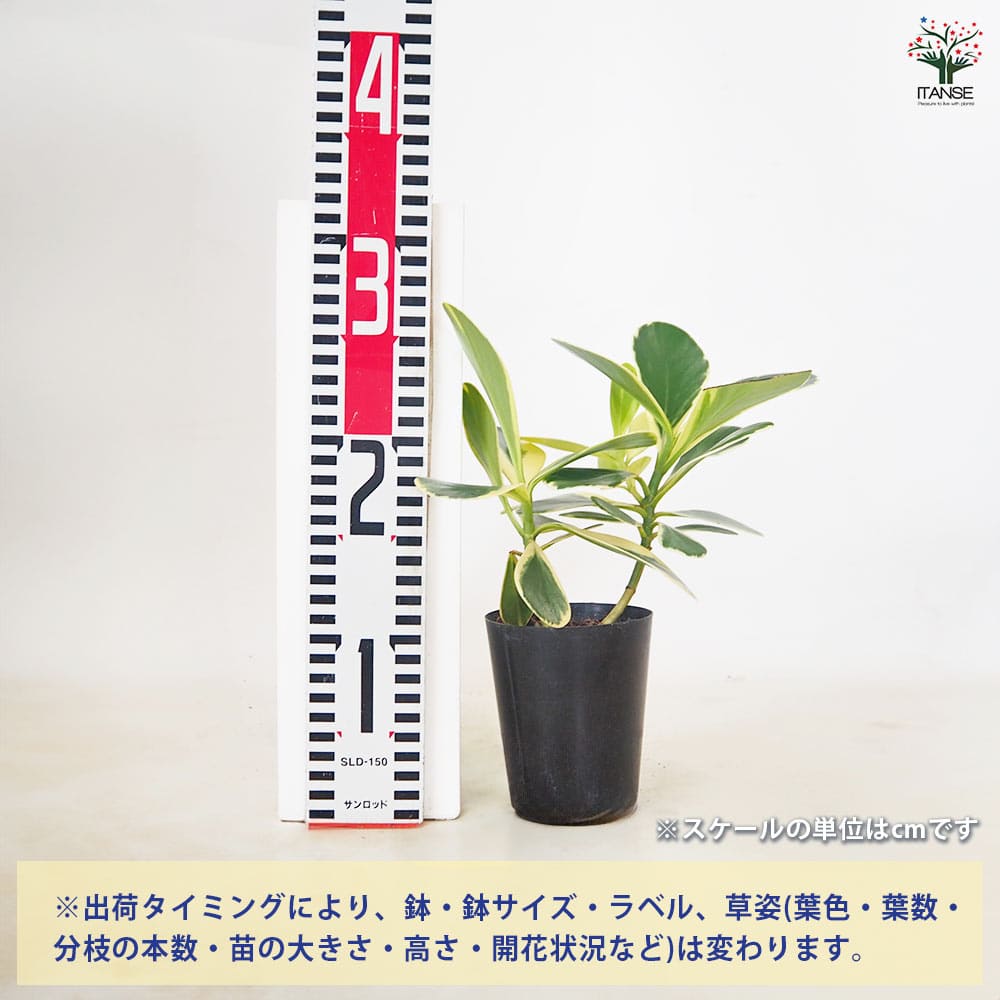 クルシア ロゼア バリエガータ 【観葉植物 3号／1個売り】｜ 【植物の