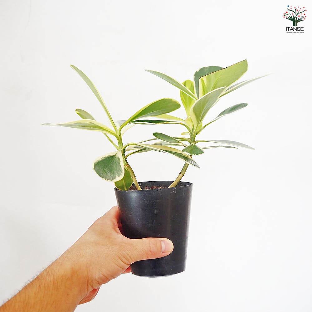 クルシア ロゼア バリエガータ 【観葉植物 3号／1個売り】｜ 【植物の