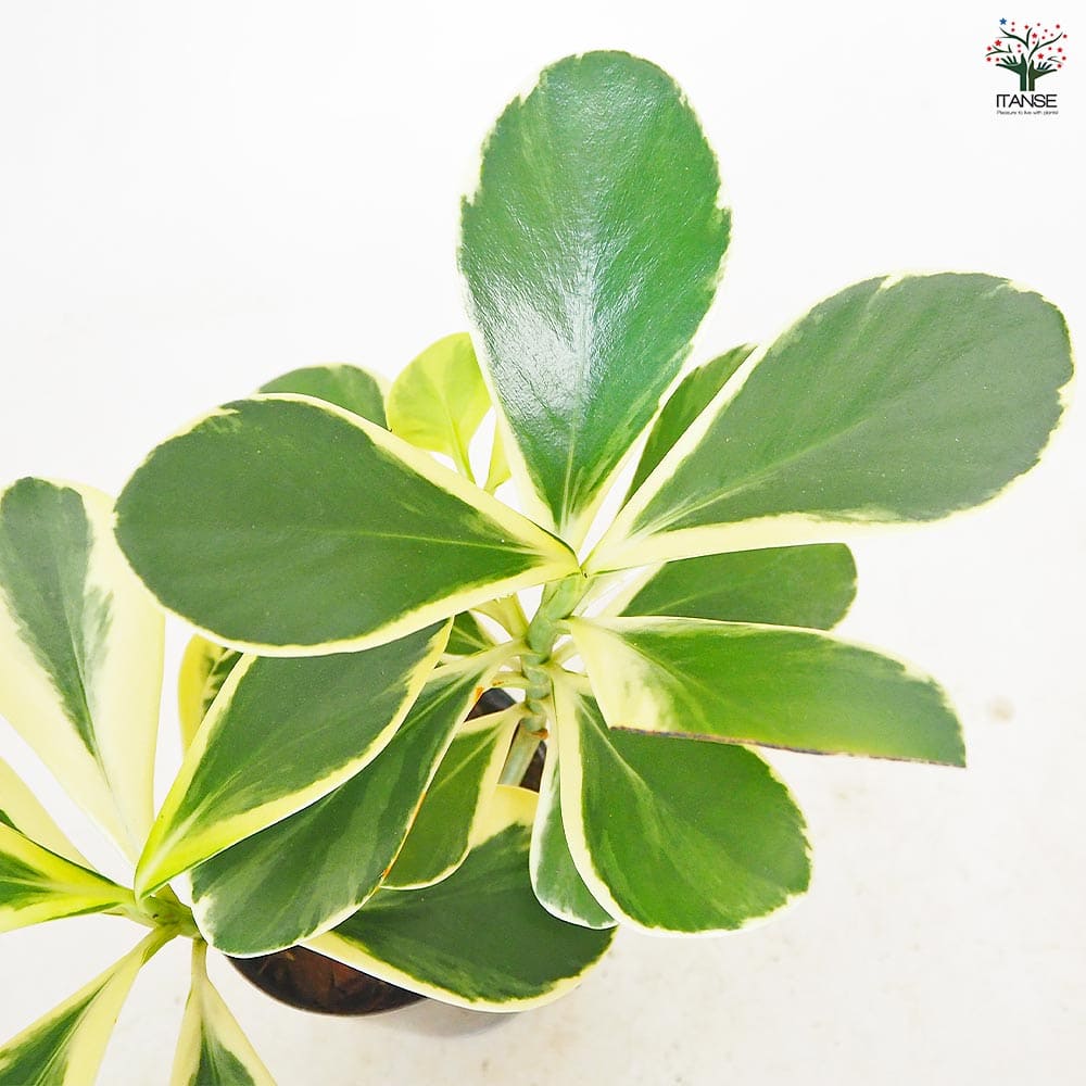 クルシア ロゼア バリエガータ 【観葉植物 3号／1個売り】｜ 【植物の