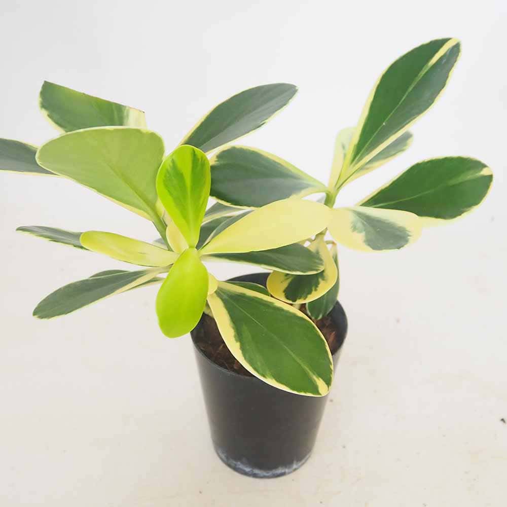 クルシア ロゼア バリエガータ 【観葉植物 3号／1個売り】