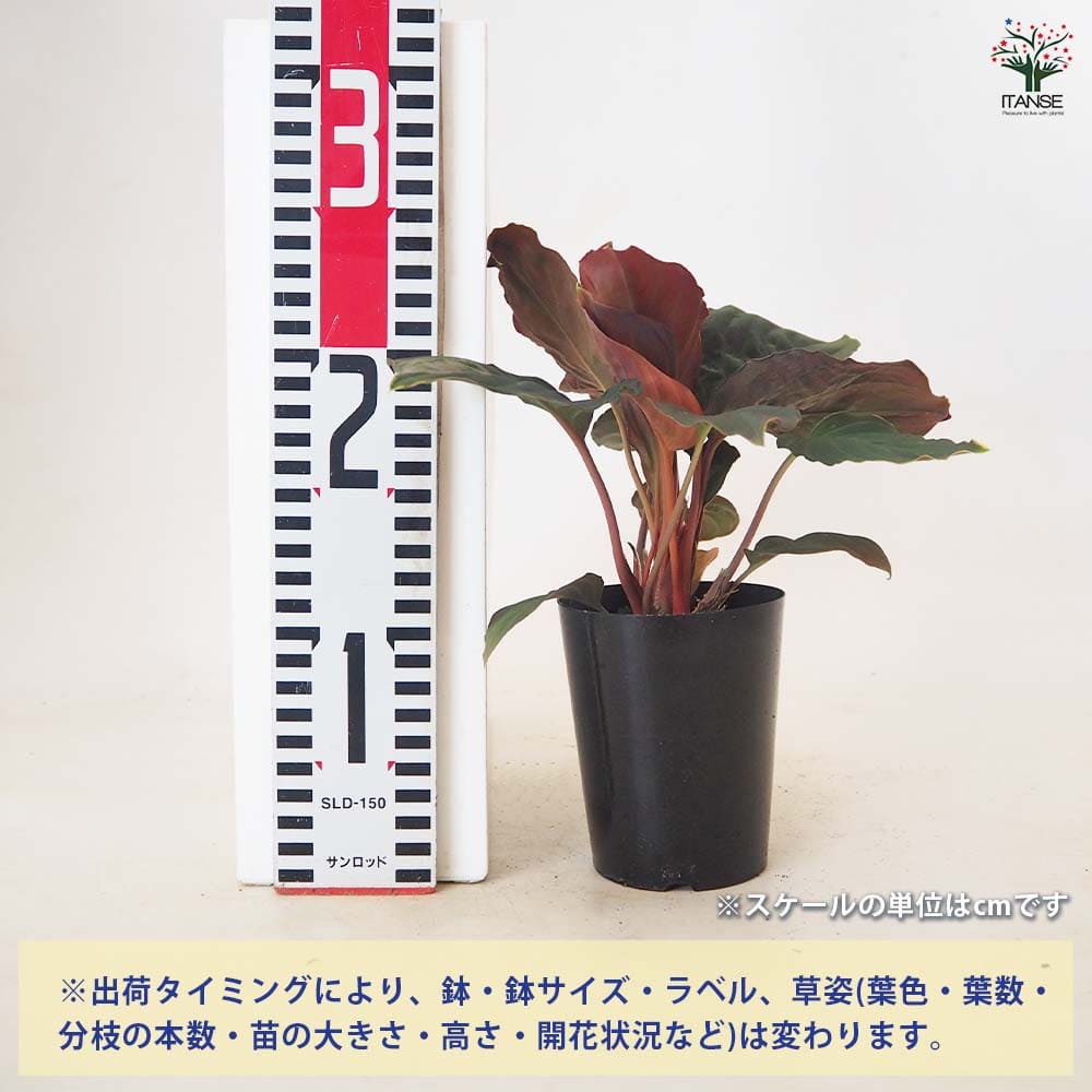 ホマロメナ ブラックベルベット 【観葉植物 3号／1個売り】｜ 【植物の