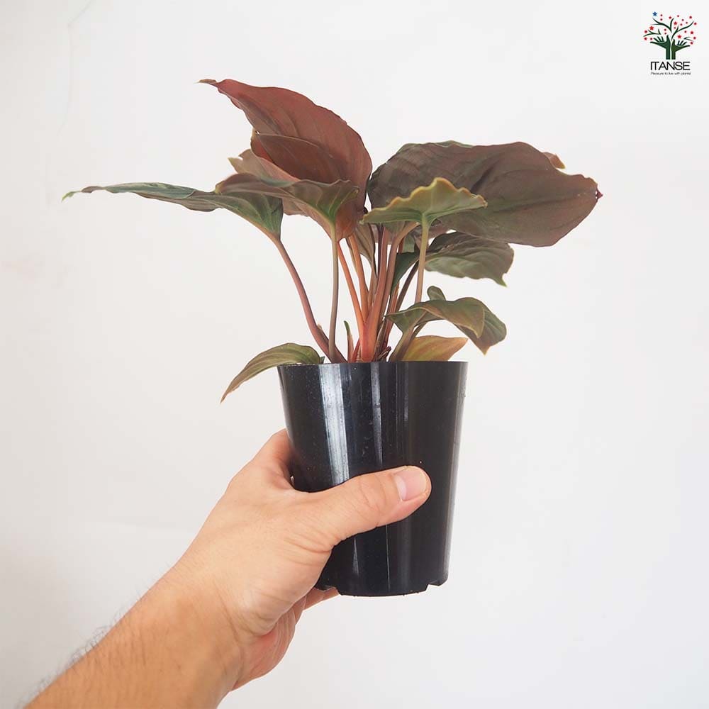ホマロメナ ブラックベルベット 【観葉植物 3号／1個売り】｜ 【植物の