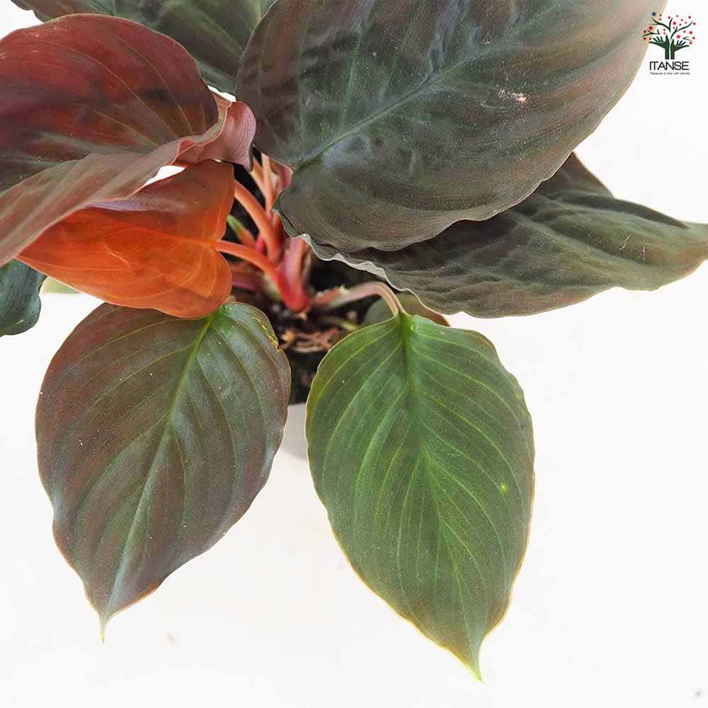 ホマロメナ ブラックベルベット 【観葉植物 3号／1個売り】｜ 【植物の