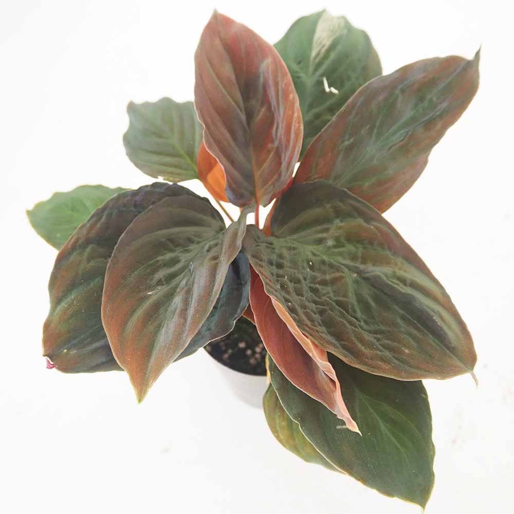 ホマロメナ ブラックベルベット 【観葉植物 3号／1個売り】