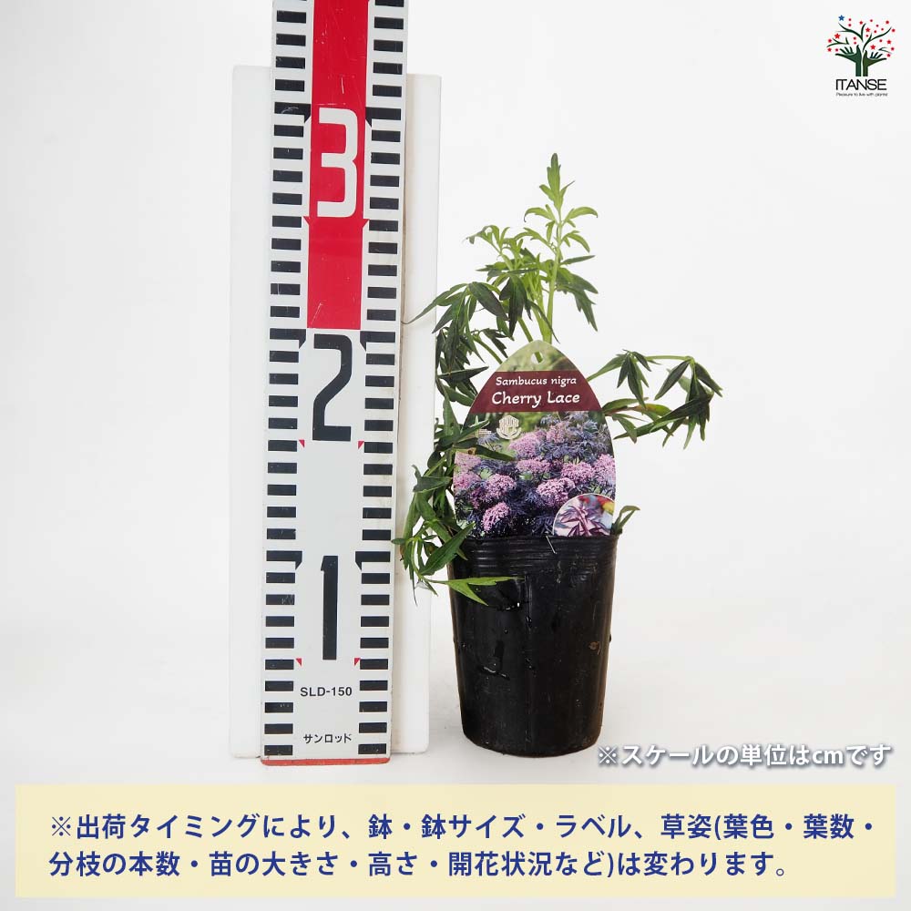 サンブカス チェリーレース 【花木苗 3号】｜ 【植物のITANSE