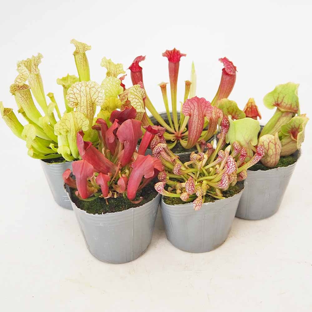 サラセニア 品種MIX見計らい 【観葉植物 3～3.5号】