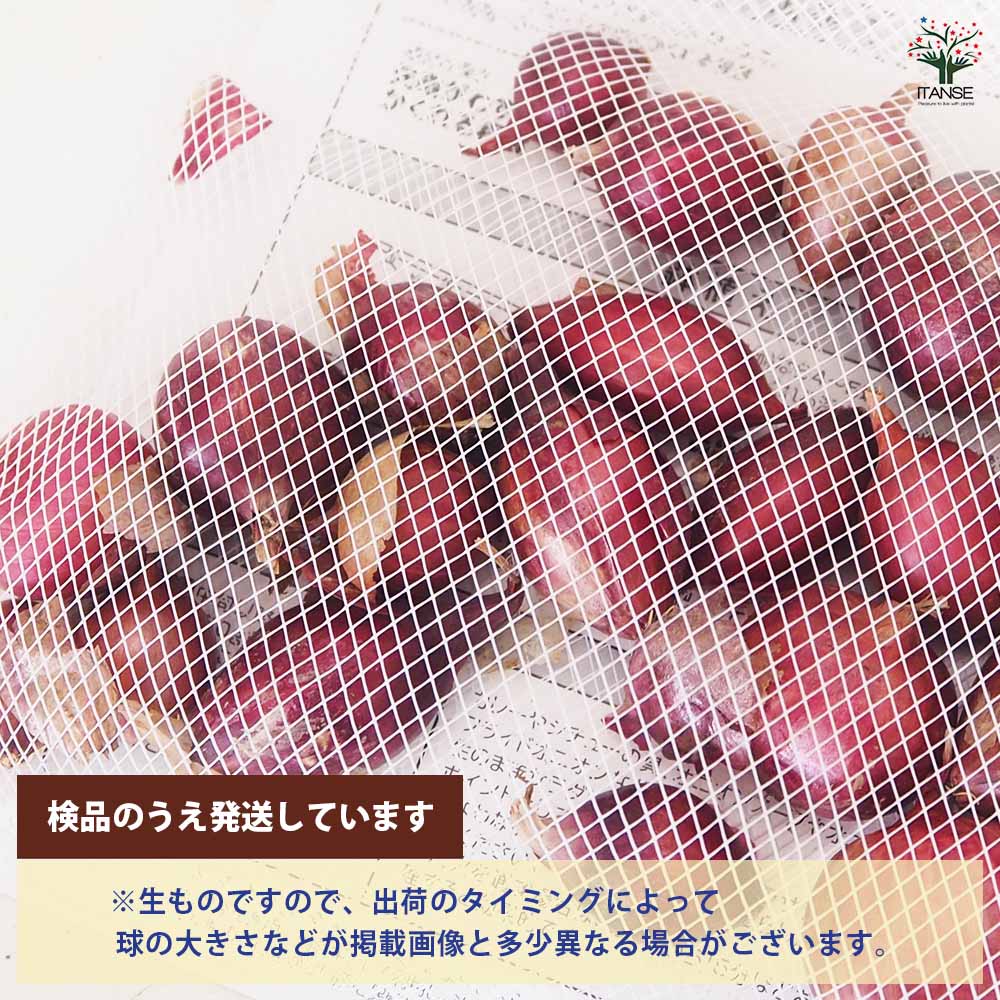 野菜球根 ホームタマネギ 赤 【野菜の苗 20球】｜ 【植物の