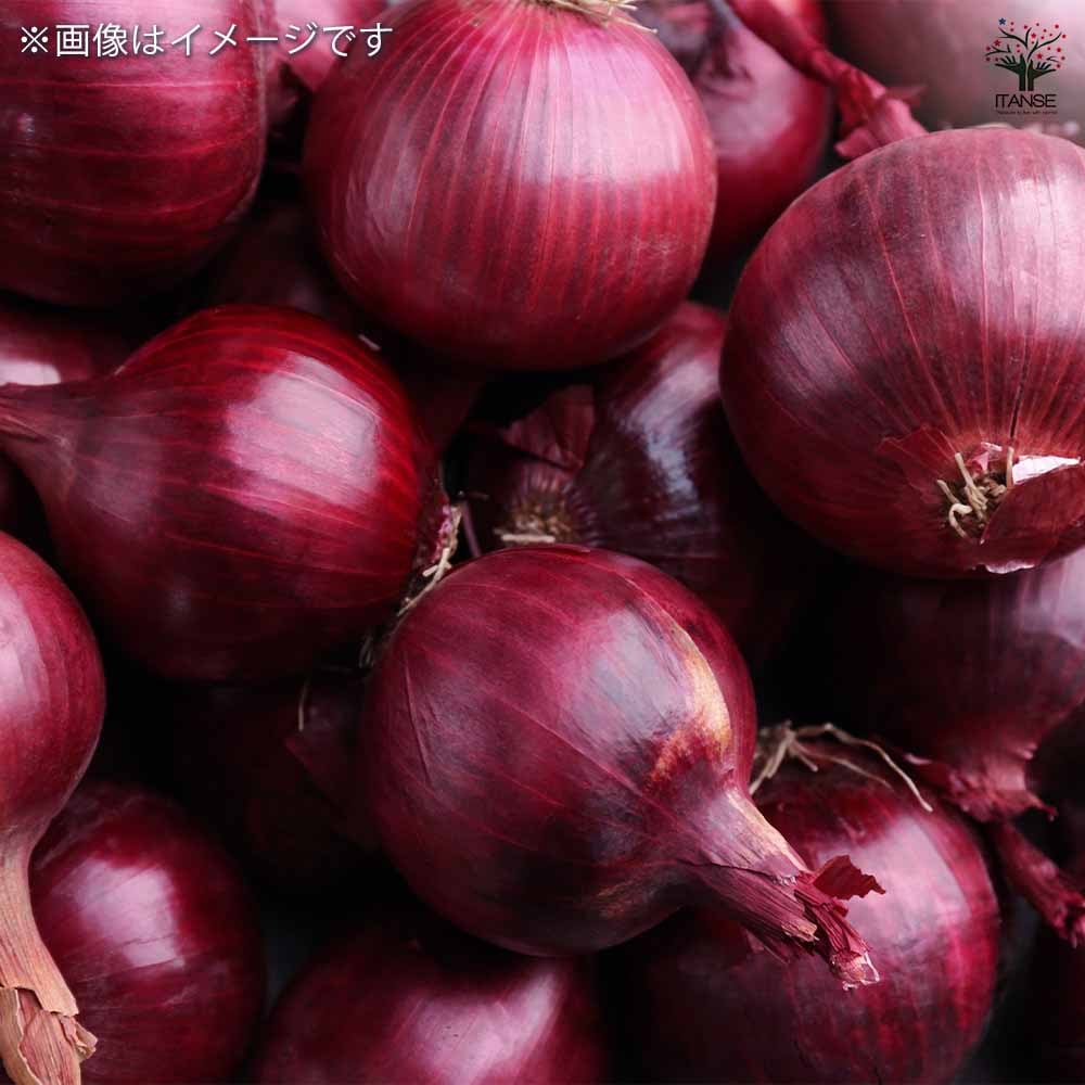 野菜球根 ホームタマネギ 赤 【野菜の苗 20球】｜ 【植物の
