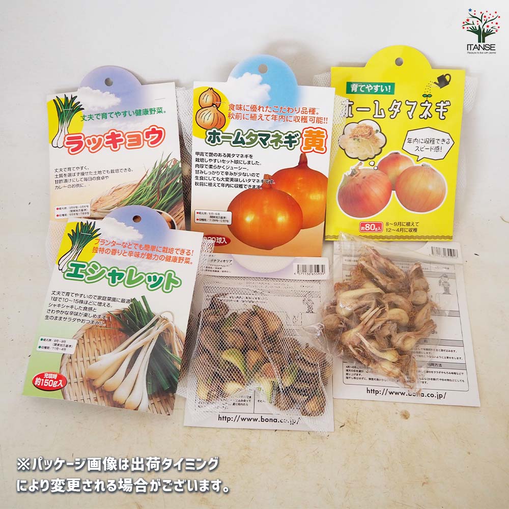 野菜球根 ホームタマネギ 赤 【野菜の苗 20球】｜ 【植物の