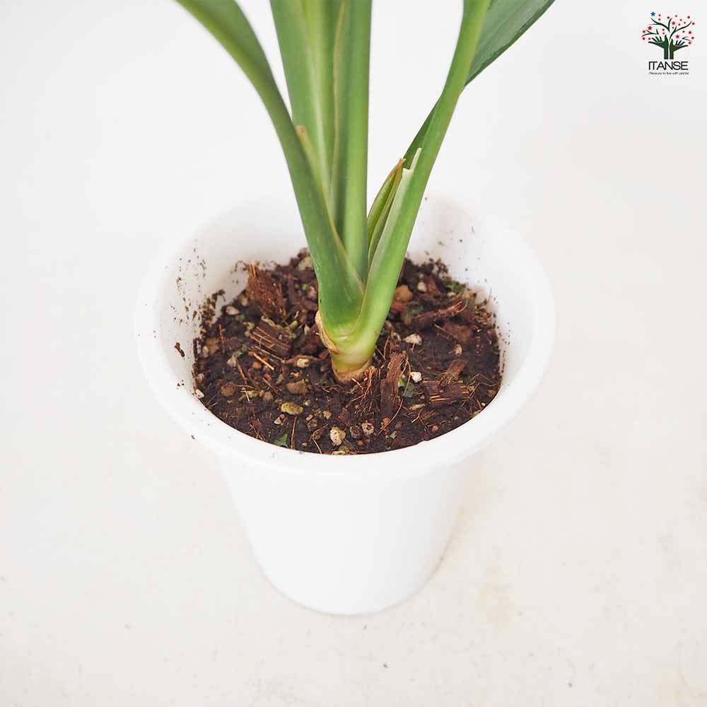 アグラオネマ ホワイトランス 【観葉植物 4号／1個売り】｜ 【植物の