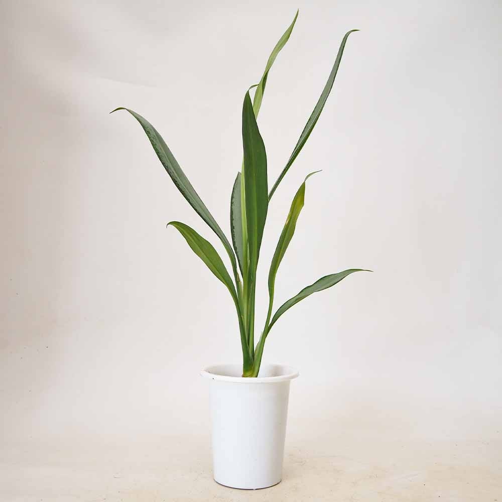 アグラオネマ ホワイトランス 【観葉植物 4号／1個売り】