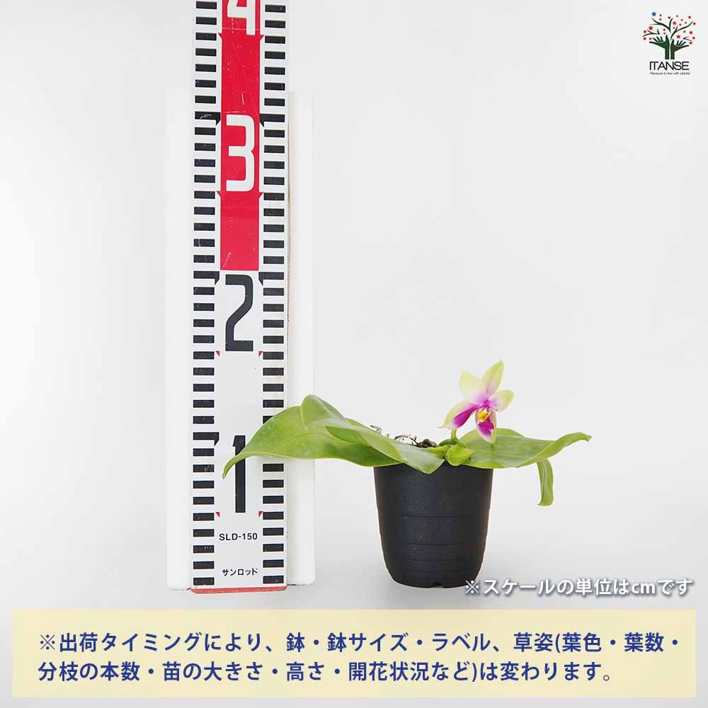 追加商品画像