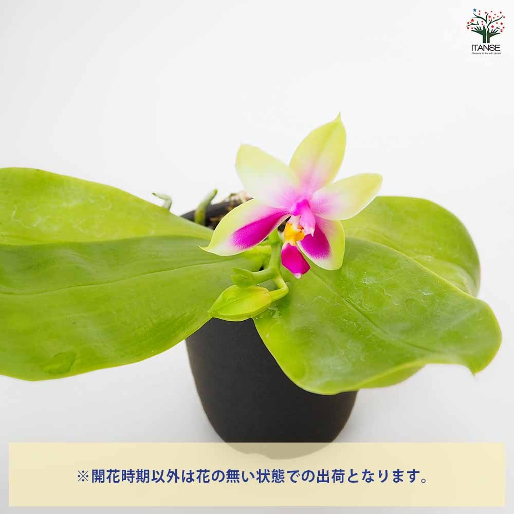 追加商品画像