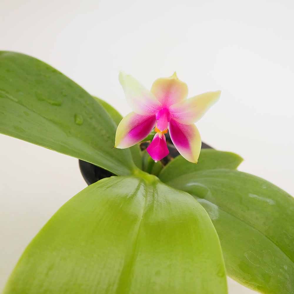 胡蝶蘭 ベリーナ 【花苗 2.5号／1個売り】