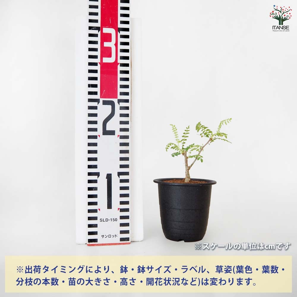 ボスウェリア ネグレクタ 【多肉植物 3号／1個売り】｜ 【植物の