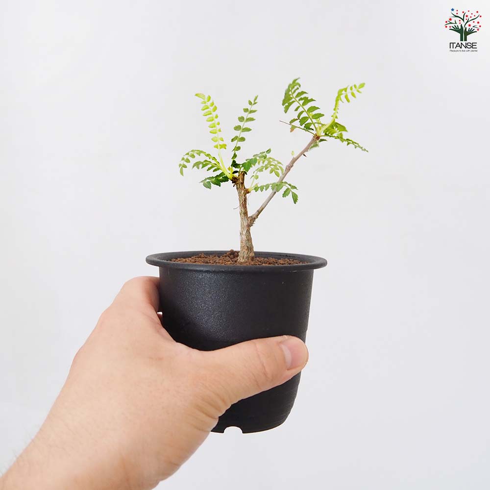 ボスウェリア ネグレクタ 【多肉植物 3号／1個売り】｜ 【植物の