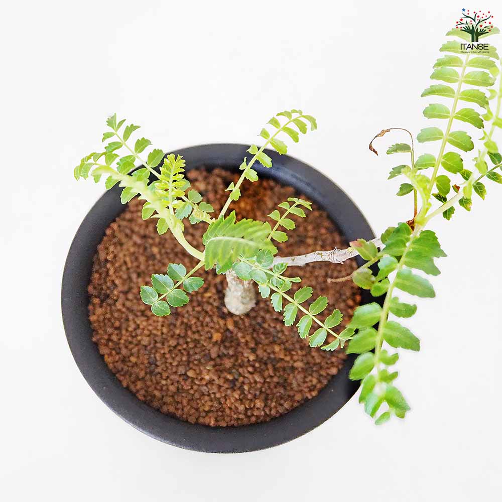 ボスウェリア ネグレクタ 【多肉植物 3号／1個売り】｜ 【植物の