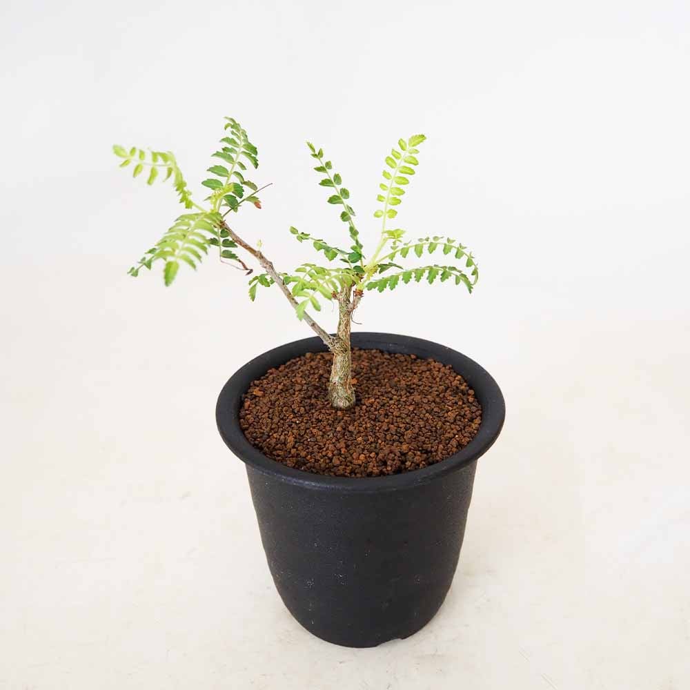 ボスウェリア ネグレクタ 【多肉植物 3号／1個売り】