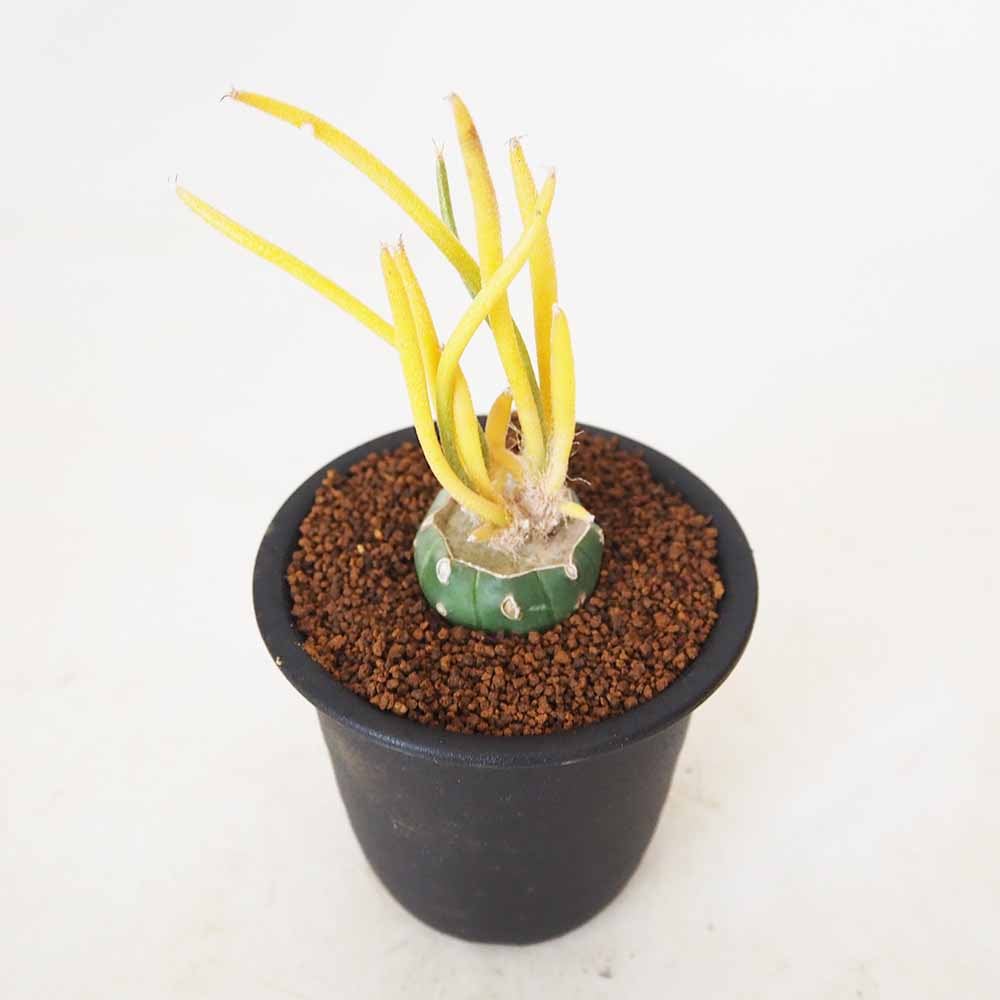 アストロフィツム カプトメデューサ錦 【多肉植物 3号／1個売り】