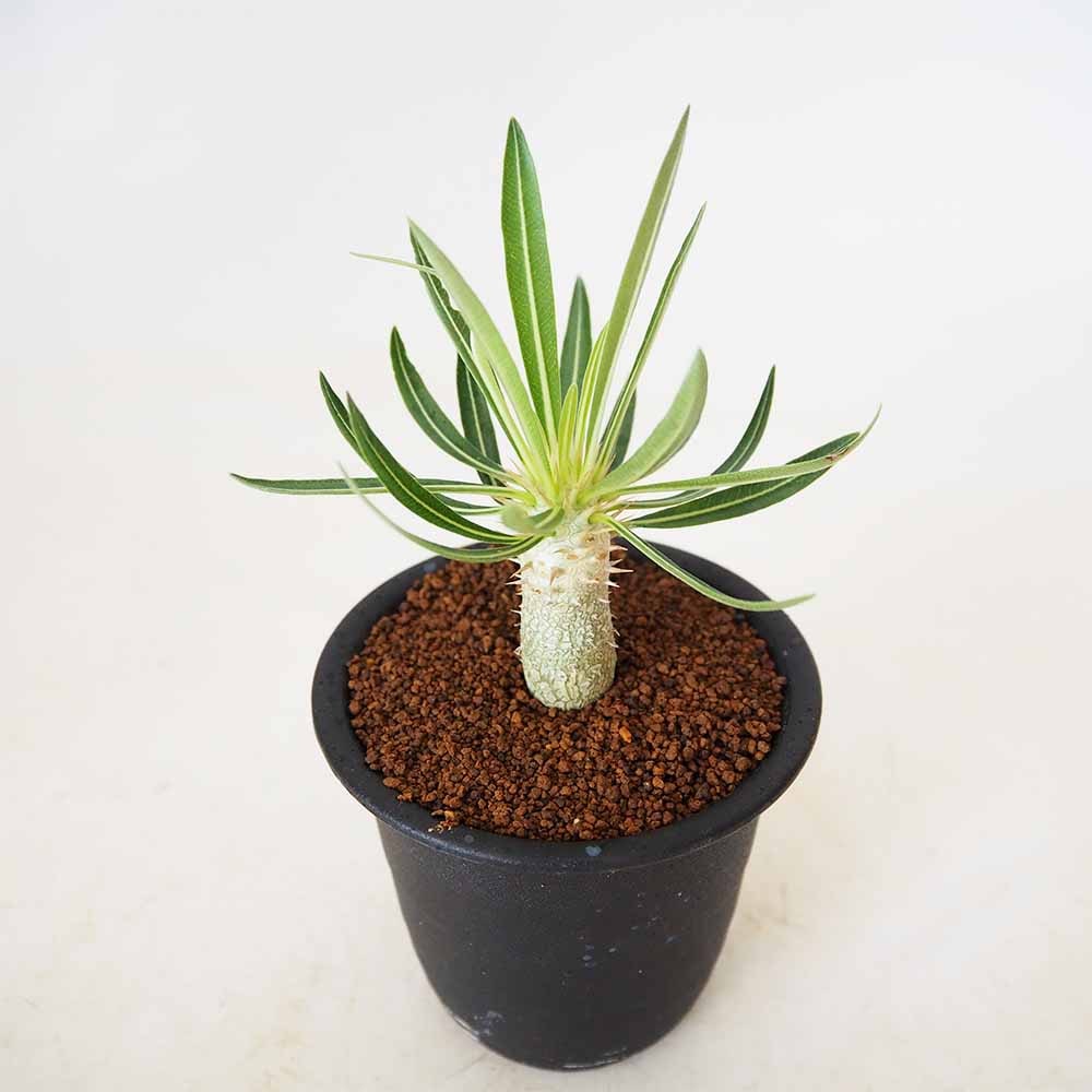 パキポディウム イノピナツム 【多肉植物 3号／1個売り】