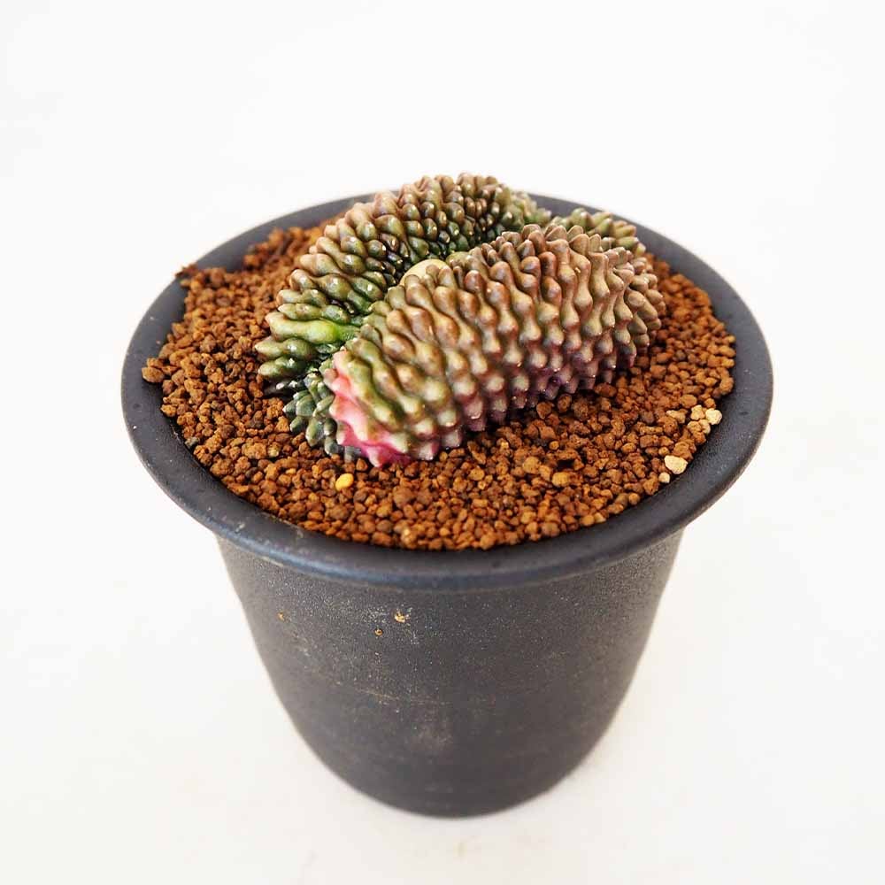 サボテン ギムノカリキウム 刺無牡丹玉石化錦(とげなしぼたんだませっかにしき) 【多肉植物 3号／1個売り】