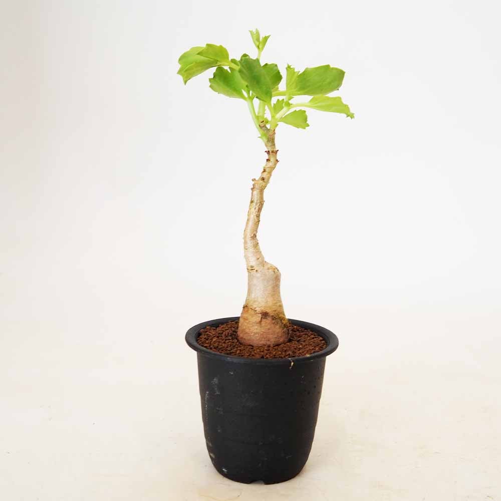 キフォステンマ キルロスム 【多肉植物 3号／1個売り】