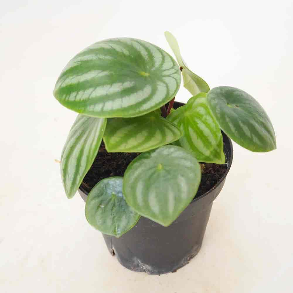 ペペロミア サンデルシー 【観葉植物 3号】