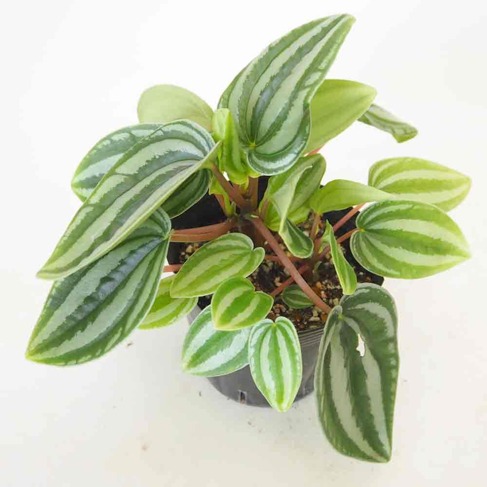 ペペロミア ベルシャフェルティ 【観葉植物 3号】