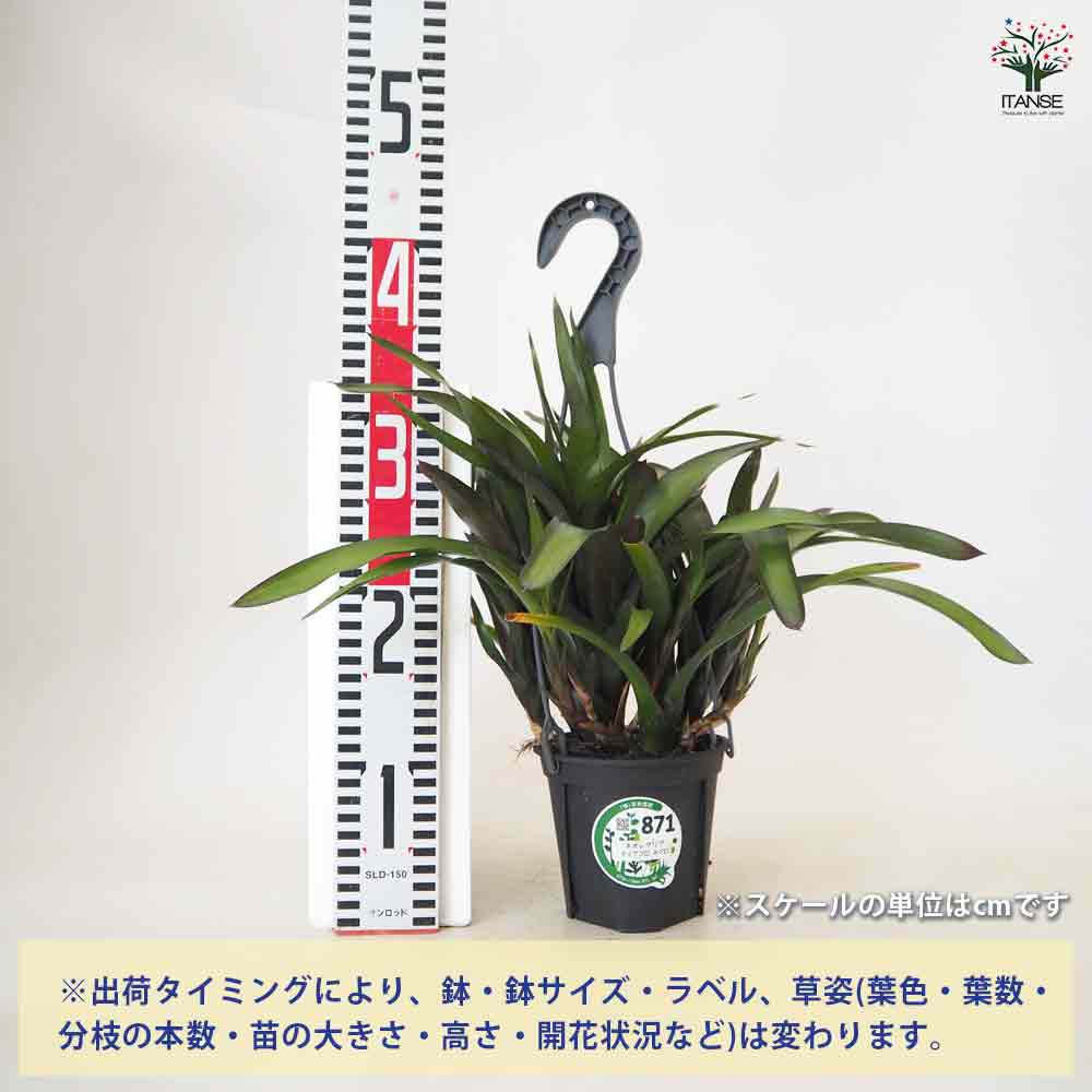 ネオレゲリア ディアブロネグロ吊り鉢 【観葉植物 4号／1個売り