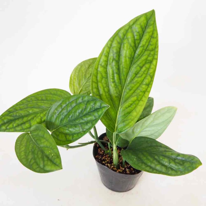 フィカス リラータ(カシワバゴム) 【観葉植物 4号】｜ 【植物の