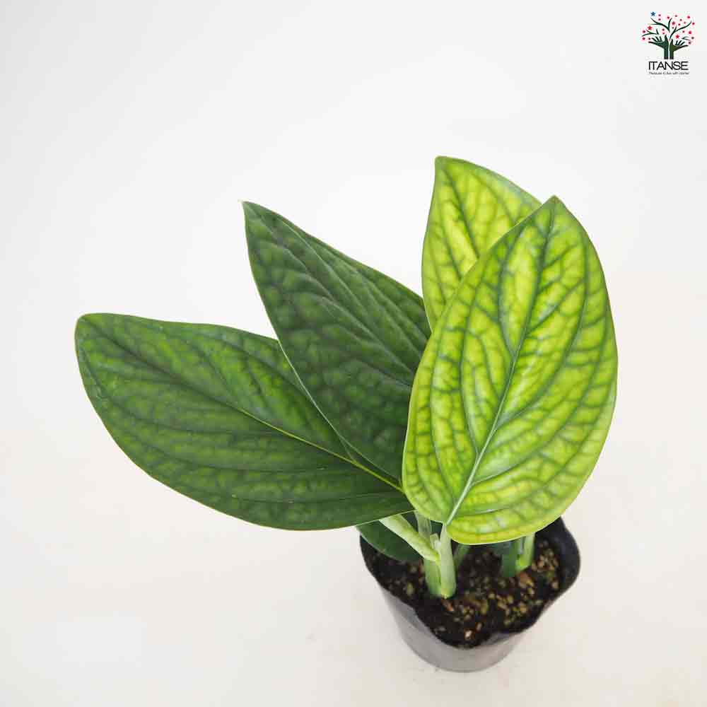モンステラ ジェイドシャトルコック 【観葉植物 3号／1個売り