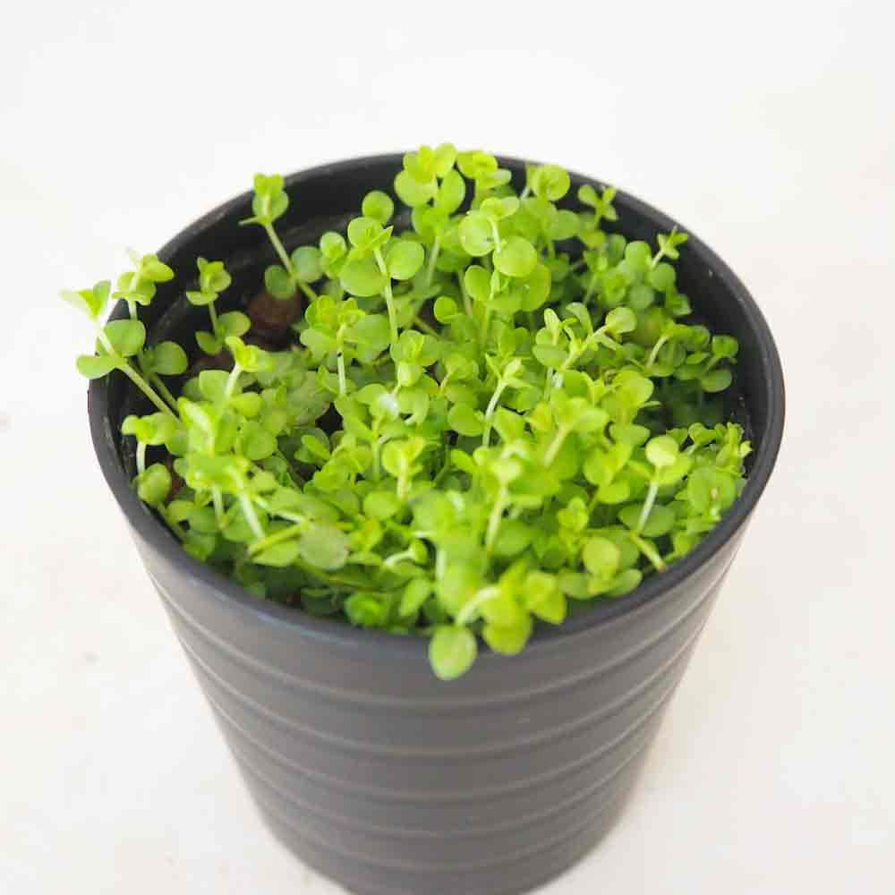 水草 ニューラージパールグラス 【観葉植物 2号】