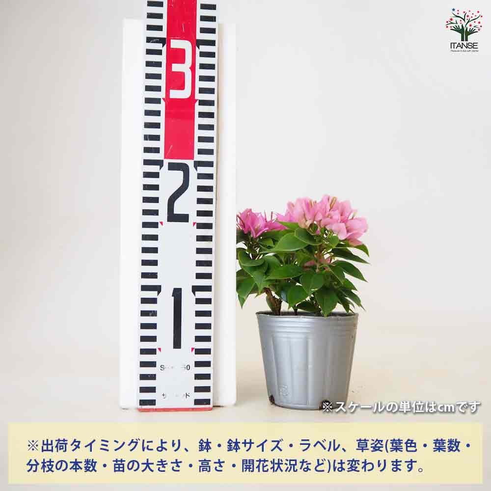 追加商品画像