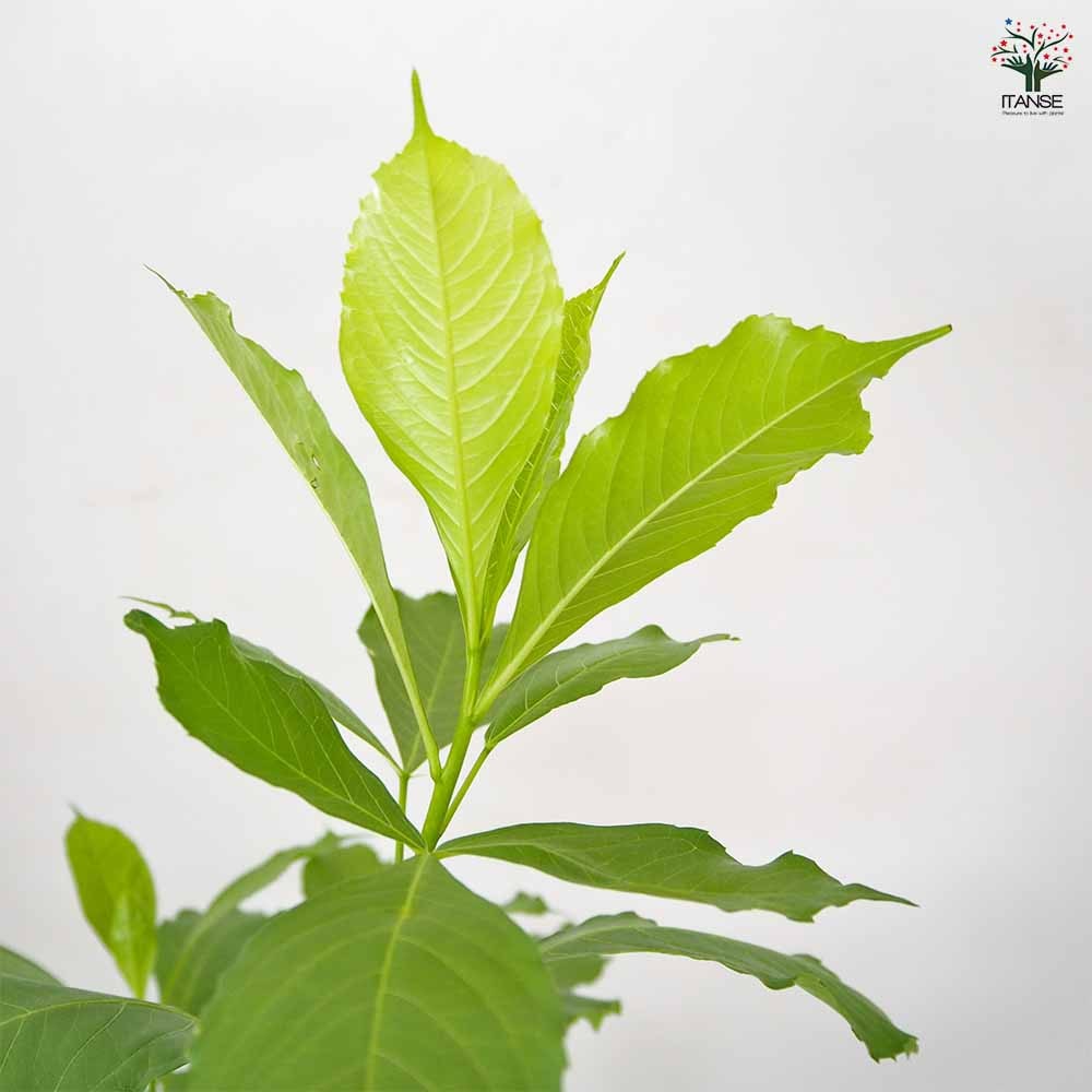 バオバブ アダンソニア・ディギタータ 【観葉植物 7号／1個売り
