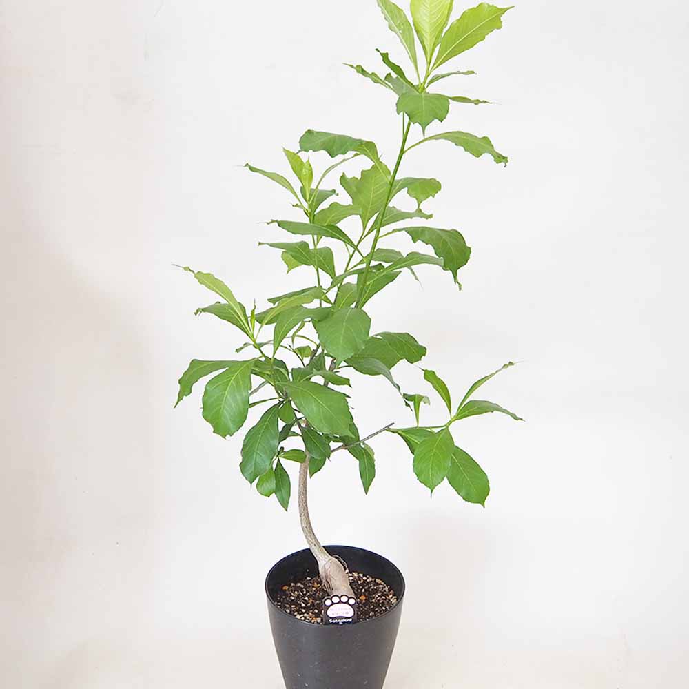 バオバブ アダンソニア・ディギタータ 【観葉植物 7号／1個売り