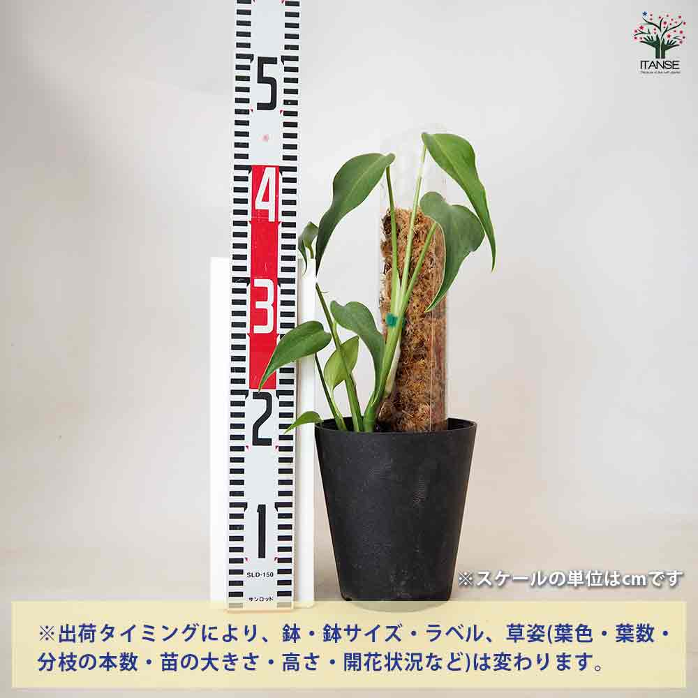 モンステラ バールマルクスフレーム モスポール仕立て 【観葉植物 5号