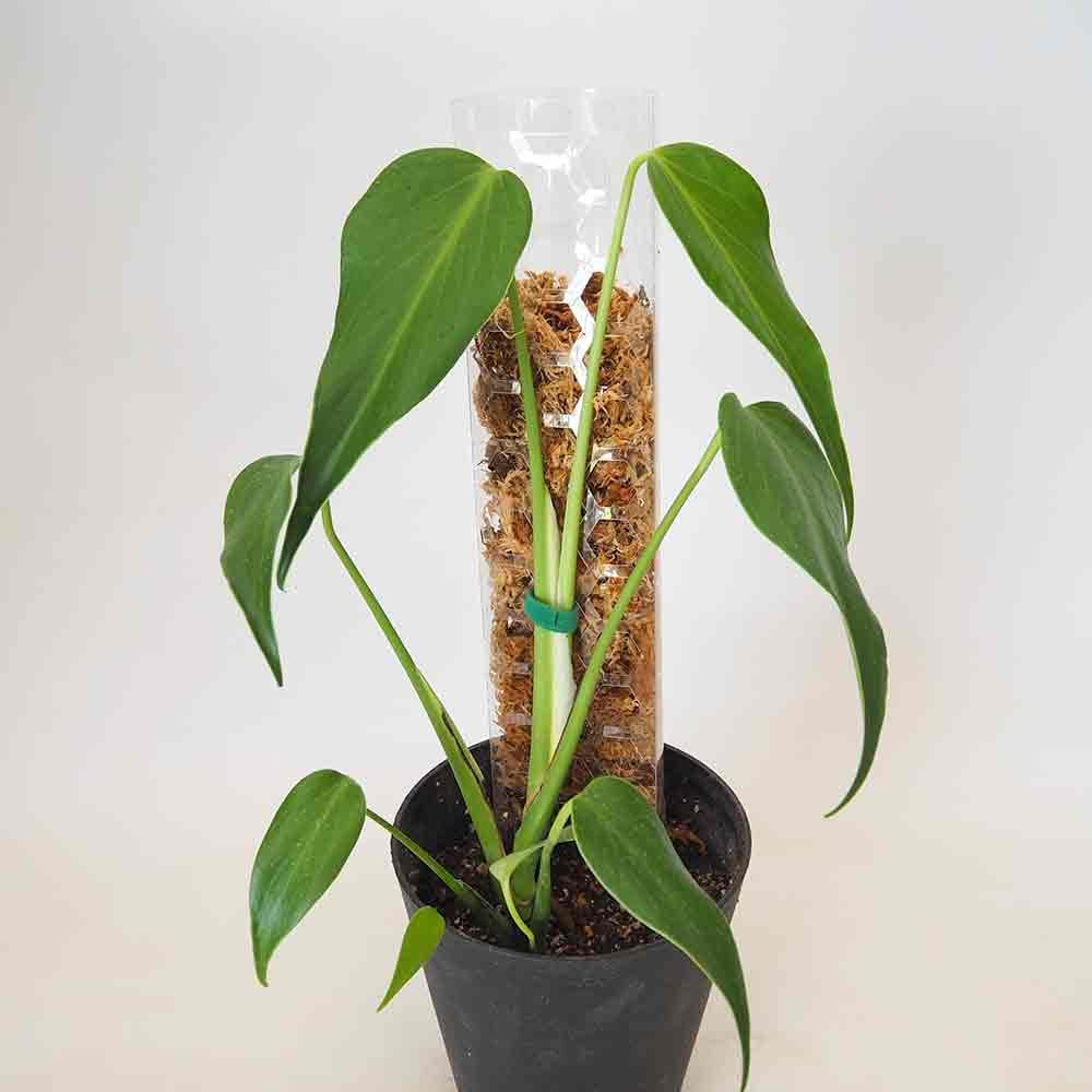 モンステラ バールマルクスフレーム モスポール仕立て 【観葉植物 5号