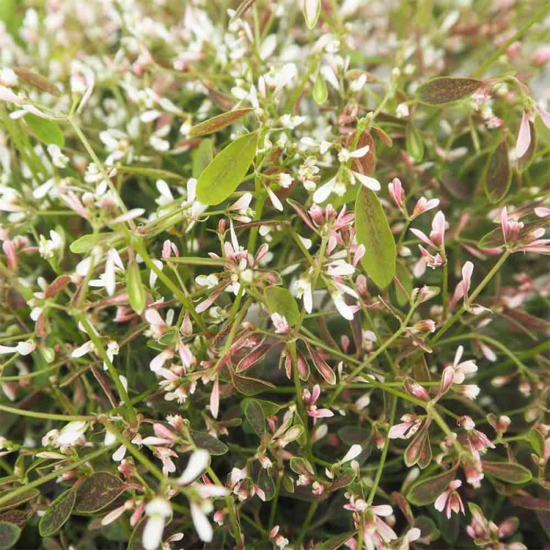 多肉植物 虹の玉 【多肉植物 ポット】｜ 【植物のITANSE】全品